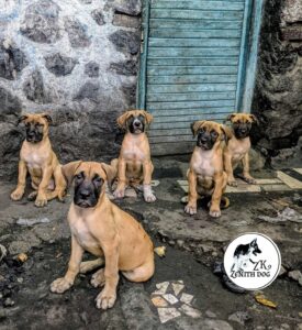 Chien de Goma