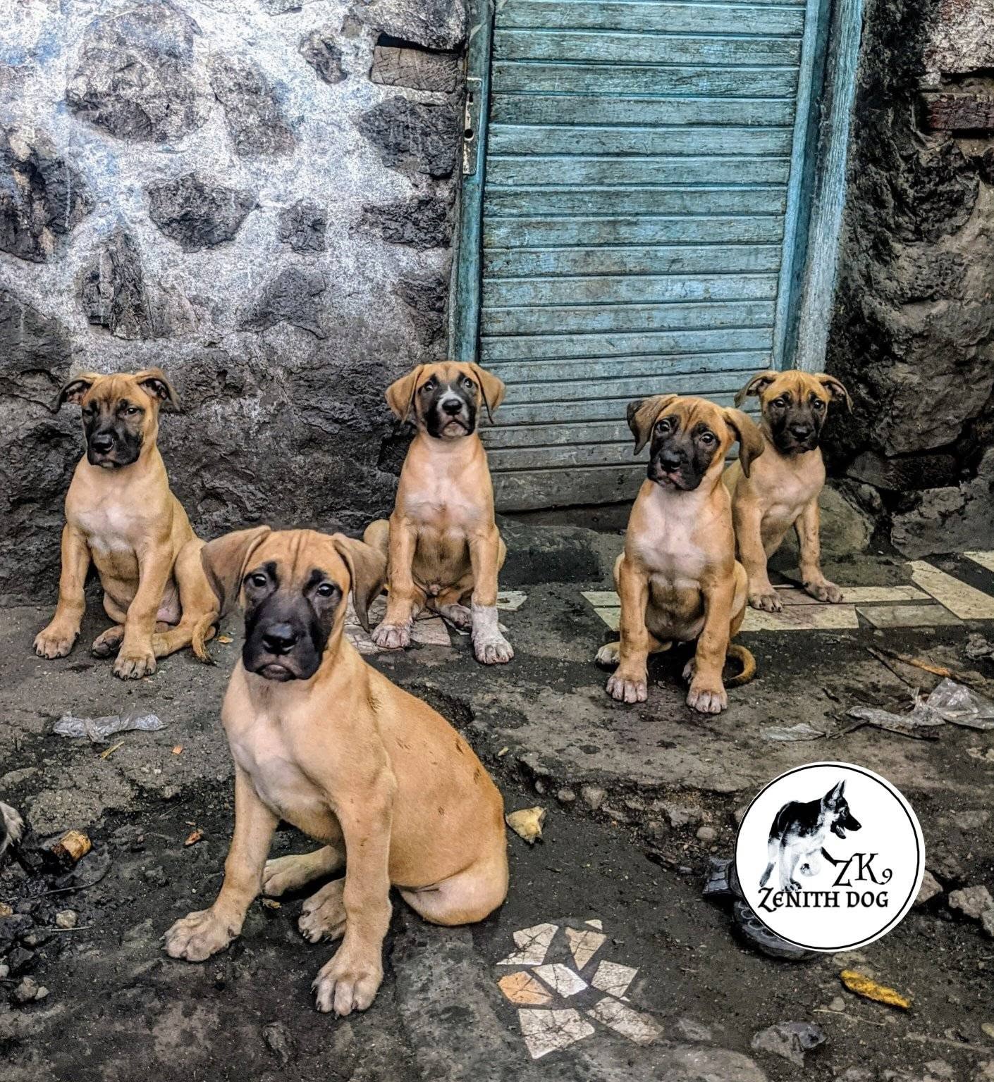 Chien de Goma