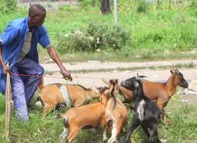 vendeurs de bétail à Minova