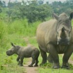 bébé Rhinocéros