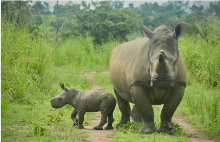 bébé Rhinocéros